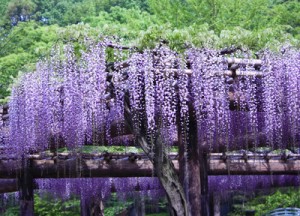 fujidana